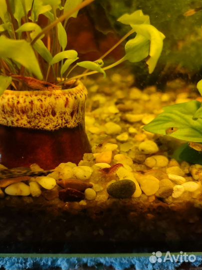 Креветки вишенки, роголистник