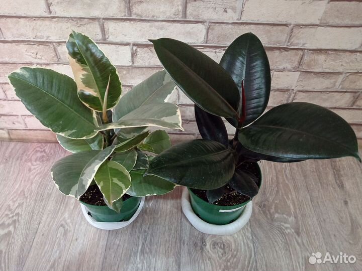 Фикус Tineke, Abidjan