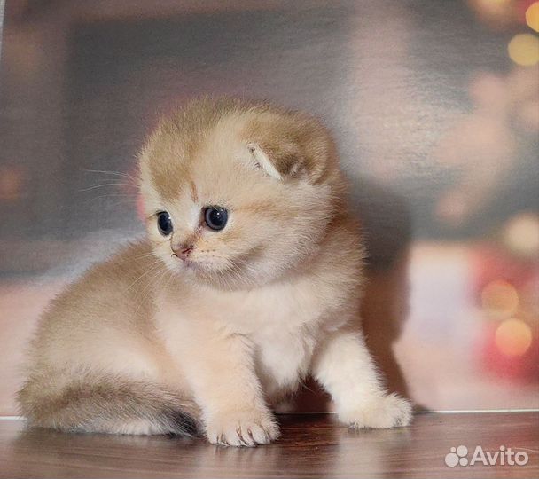 Шотландская золотая шиншилла