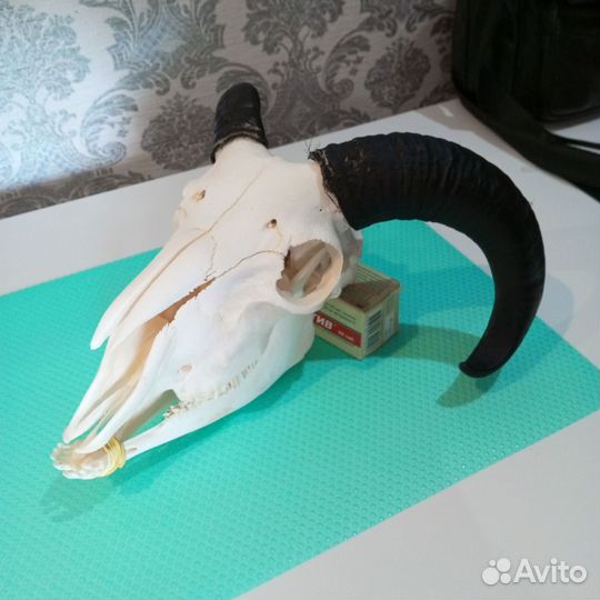 Череп барана