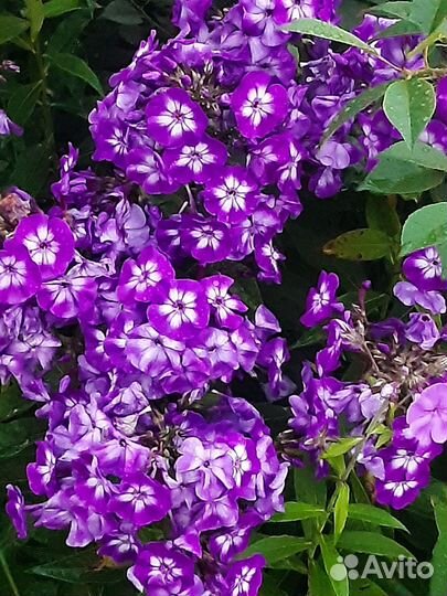 Флоксы многолетние