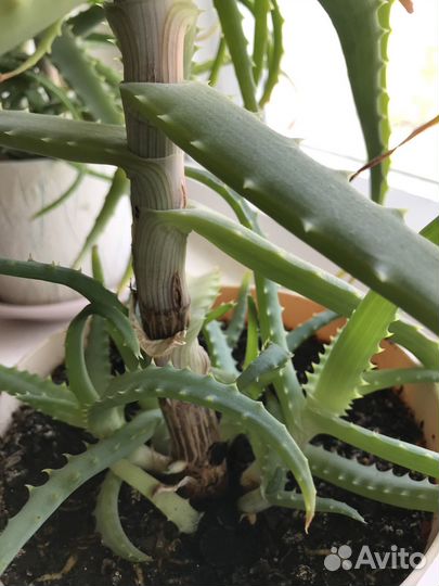 Алое, столетник растение