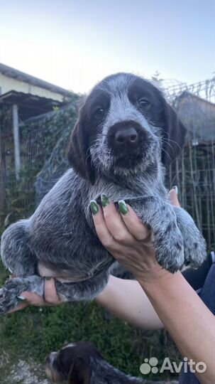 Щенок дратхаара