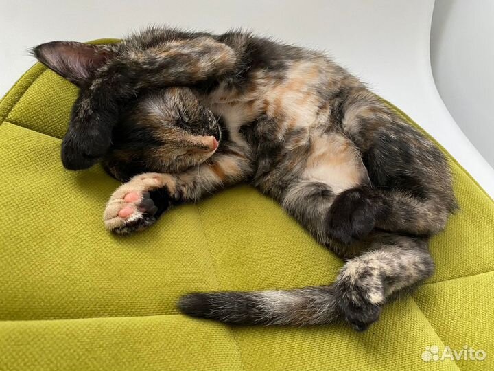 Котенок-девочка в добрые руки