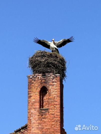 Экскурсии. Гид по Калининграду и области
