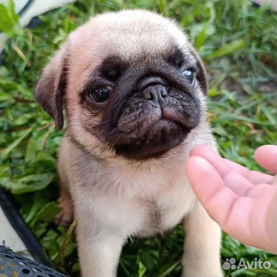 Мопсики чёрный бриллиант и бежевые