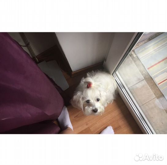 Выгул собак, няня для собак, передержка