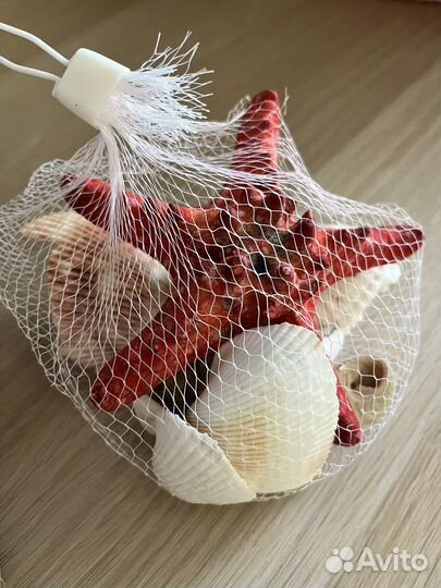 Морские ракушки