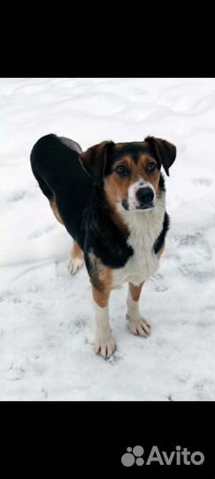 Добрая собака Марта ищет дом