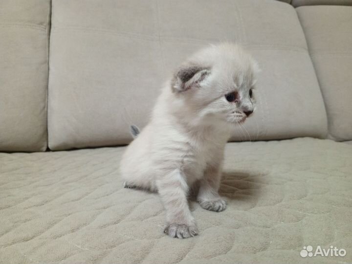 Шотландские котята