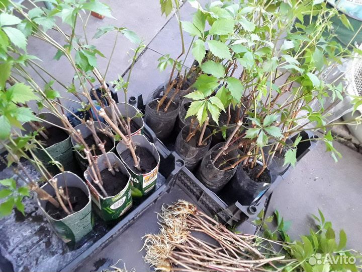 Виноград девичий