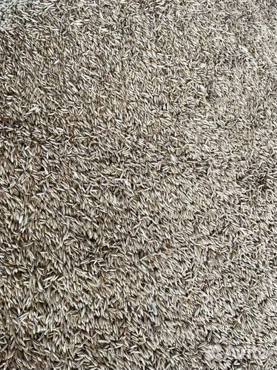 Пшеница овес