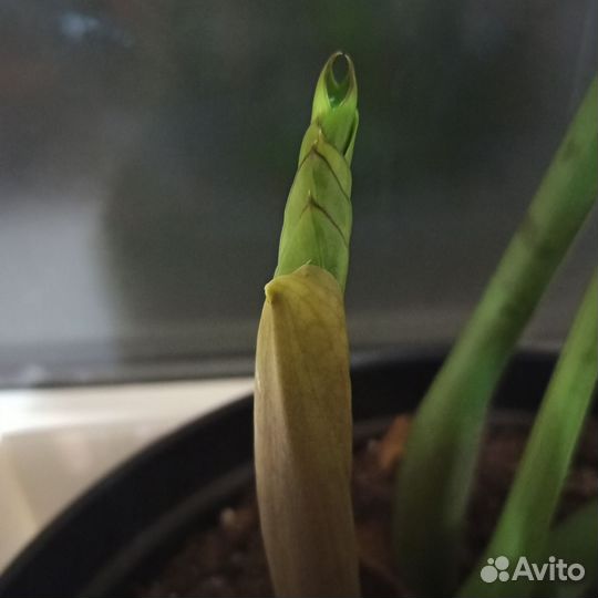 Замиокулькас