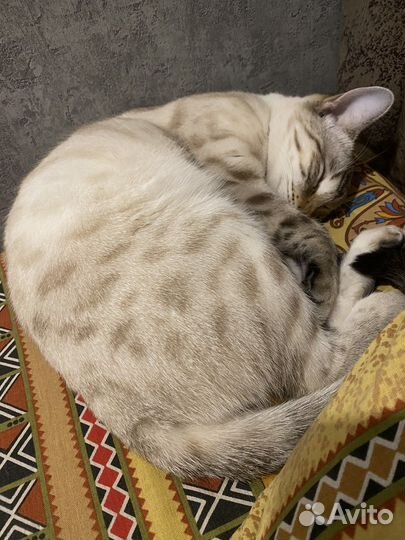 Бенгальская кошечка ищет жениха