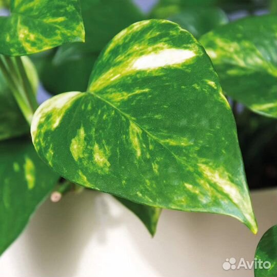 Эпипремнум черенки