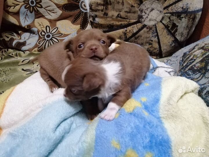 Щенки чихуахуа стандарт