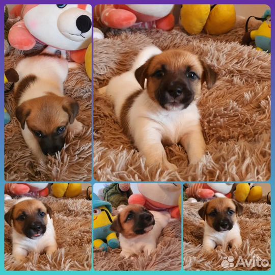 Щенки Джек-Рассел терьер