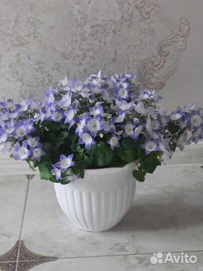 Кампанула жених и невеста