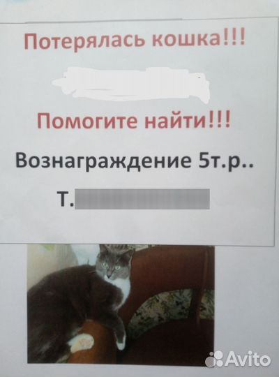 Потерялась кошка