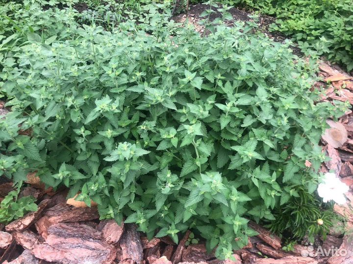 Рассада, срез, для добавления в чай мата, мелисса