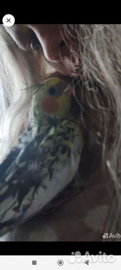 Птенцы кореллы