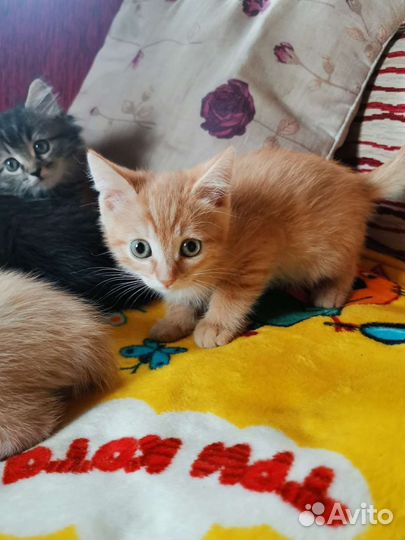 Котята в добрые руки