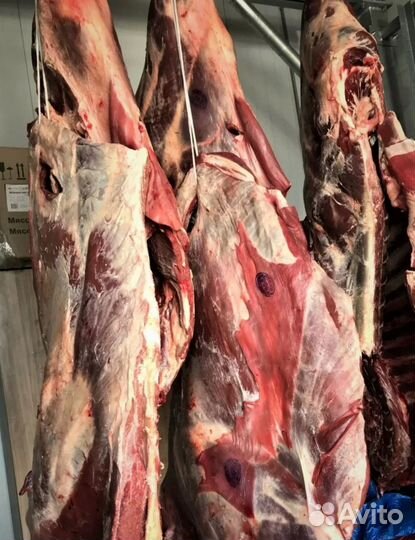 Мясо говядина