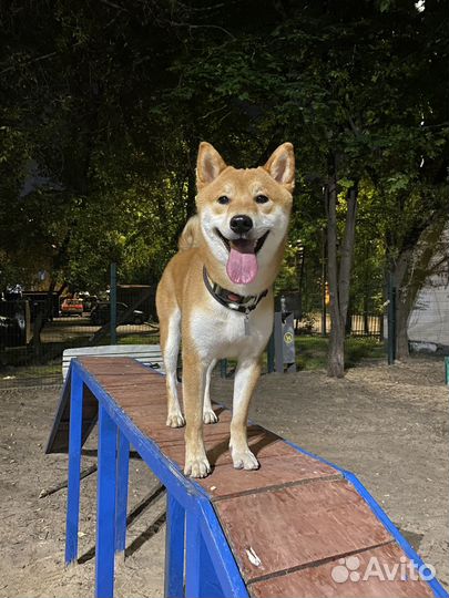 Собака для фотосессии сиба ину