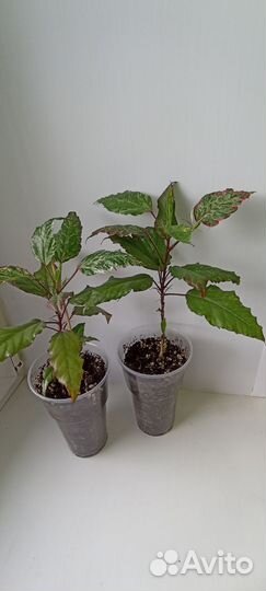 Комнатные растения