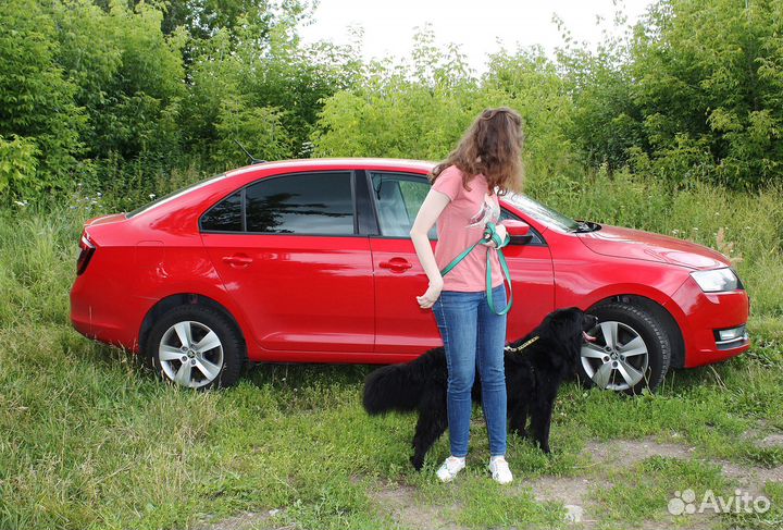 Ищем хозяина для Рика