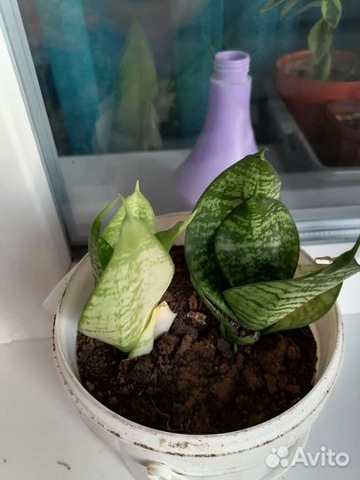 Сансевиерия