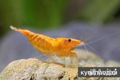 Креветка оранжевая. Жёлтый огонь