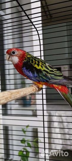 Попугай розелла
