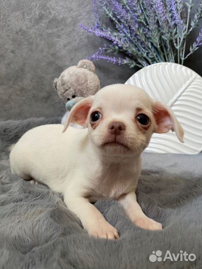 Кремовый малыш