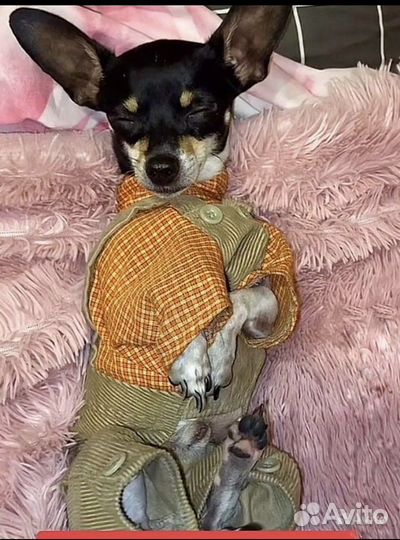 Мини той-терьер вязка