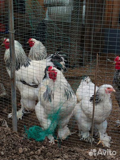 Петух брама