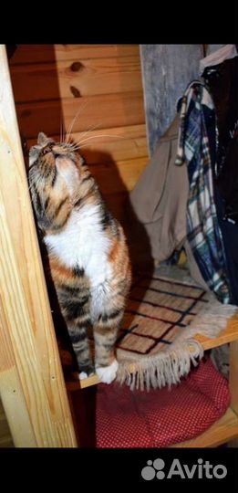 Красавица и умница Василиса в добрые руки