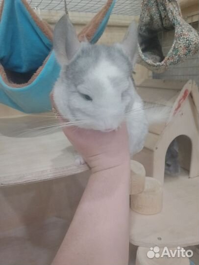 Шиншиллы и домик-витрина