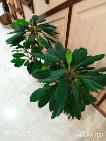 Комнатные растения. Молочай