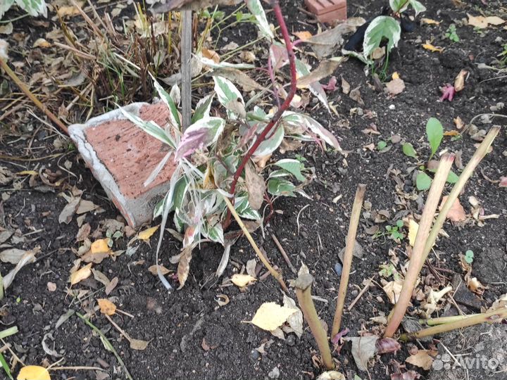 Саженцы дерен белый