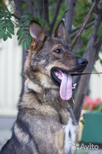Шикарный пес пропадает в приюте