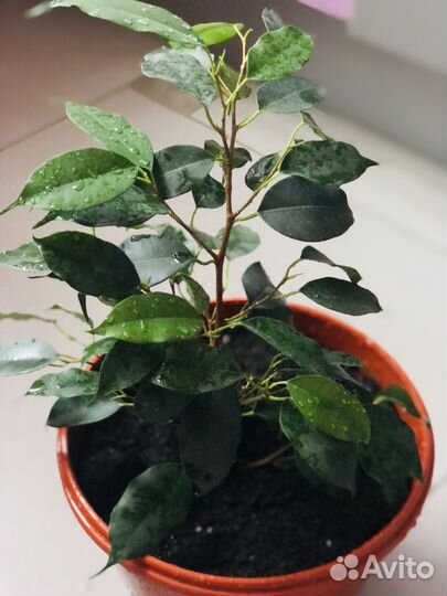 Фикусы бенджамина