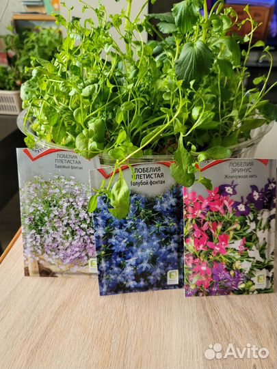 Петуния (цветы для дачи)