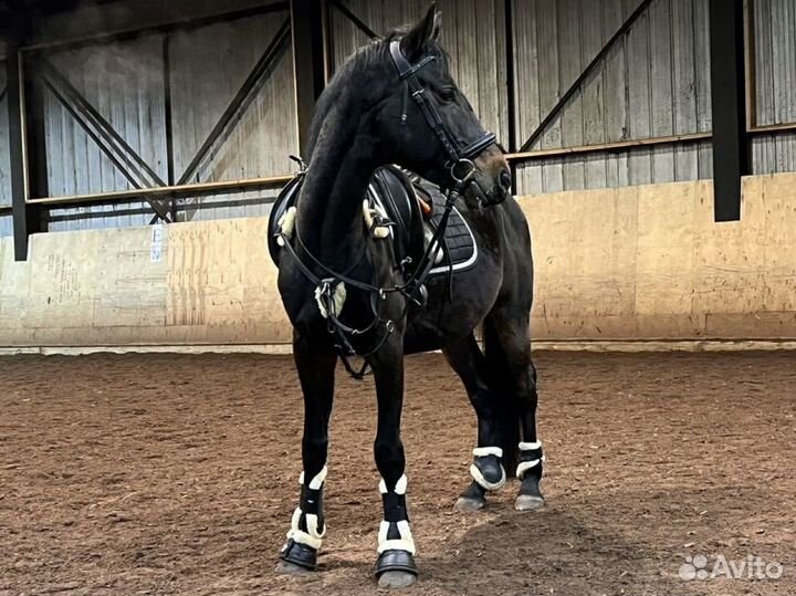 Два мерина 2020 и 2019 г.р