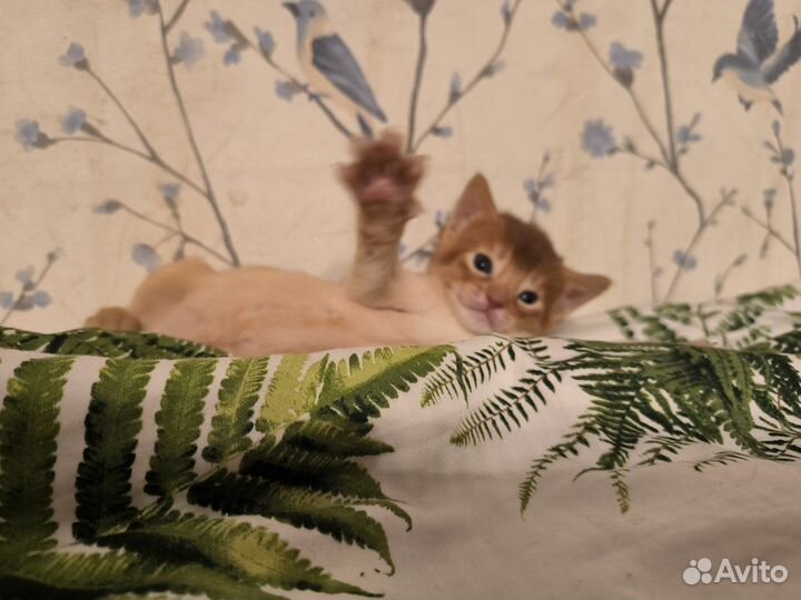 Абиссинские котята