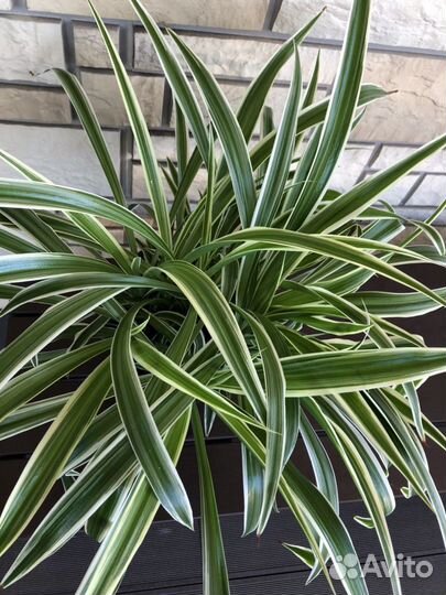 Хлорофитум сорт “Ocean”