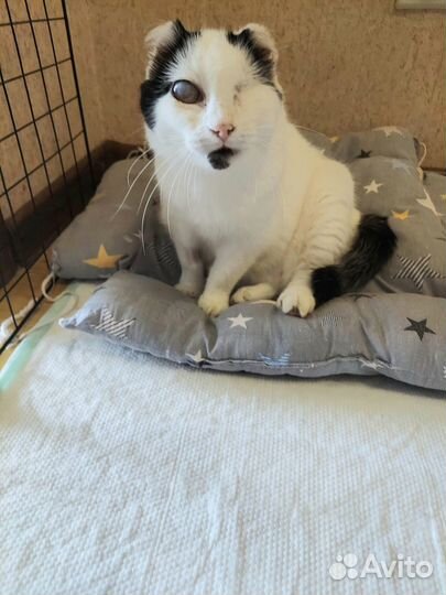 Кошечка в добрые руки