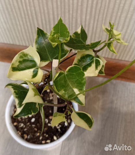 Крестовник Senecio