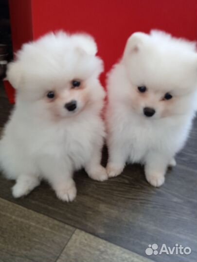 Щенки шпица