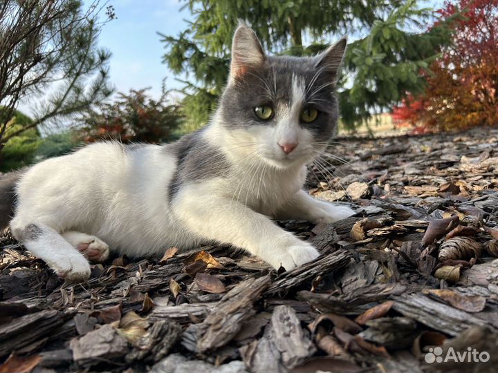 Котик Степан